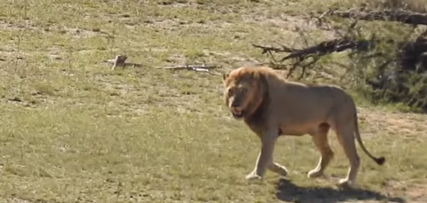 Буйволы в последний момент успели спасти от львов своего сородича