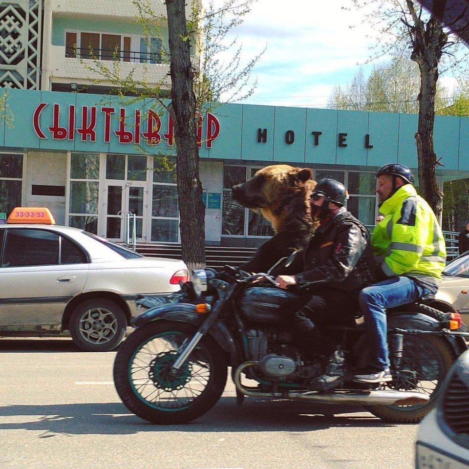 Забавные животные, чтобы ваш день не был пасмурным картинки,супер