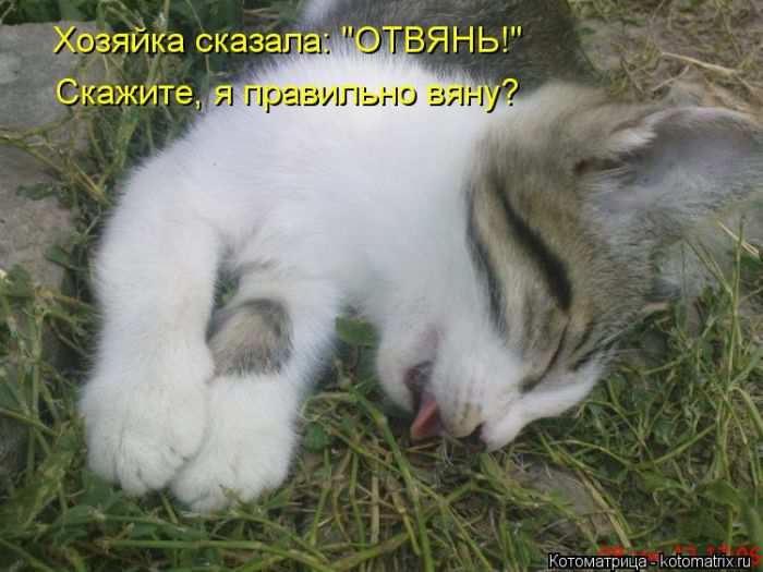 Кошарики :) Кошарики :)