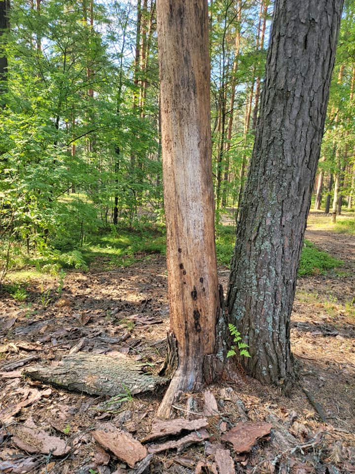 Василий Устюжанин: Лето красное и контрастное Василий Устюжанин: Лето красное и контрастное Общество