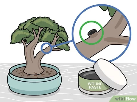 Step 1 Обработайте срезы веток замазкой для деревьев.