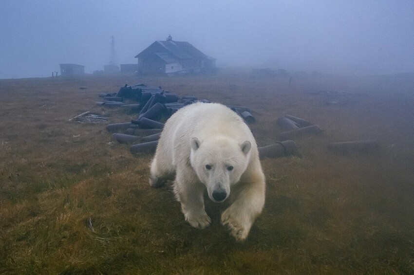 Как фотограф снял уникальные фото белых медведей