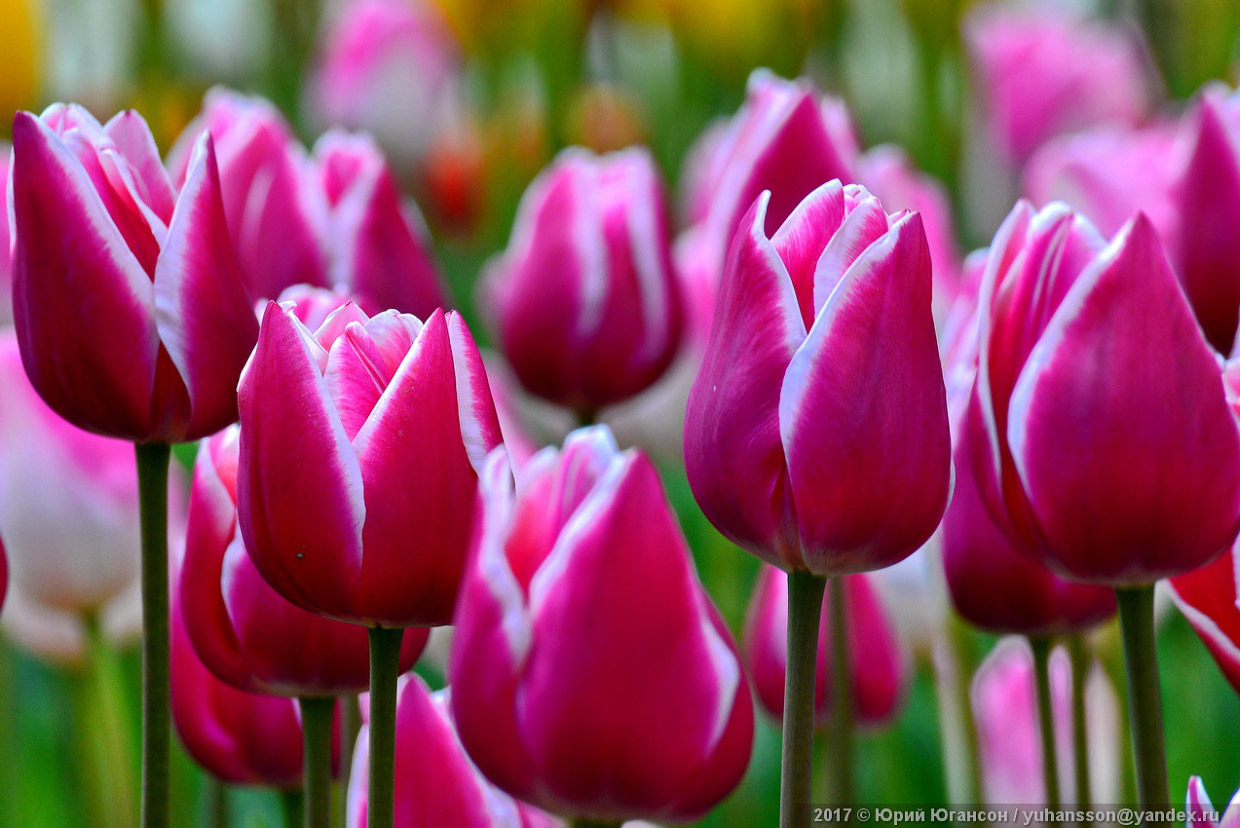 Красота крымских тюльпанов в Никитском саду