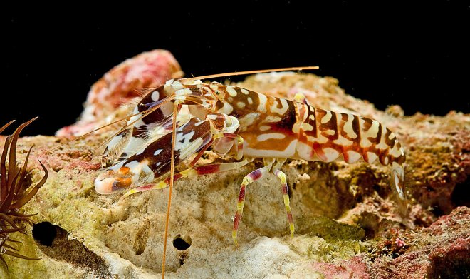 Раки-богомолы помогли создать новое оружие, способное пробивать камни