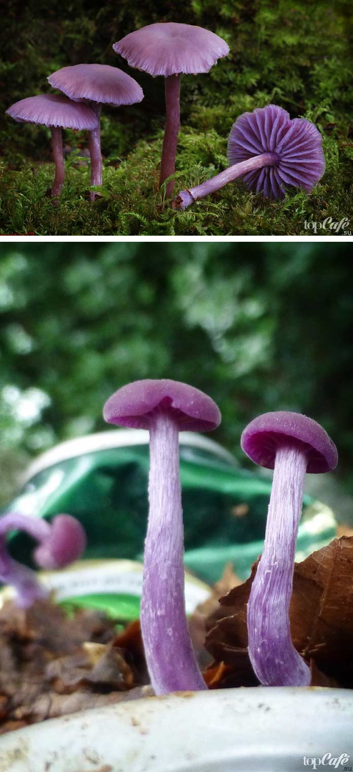 Laccaria amethystina