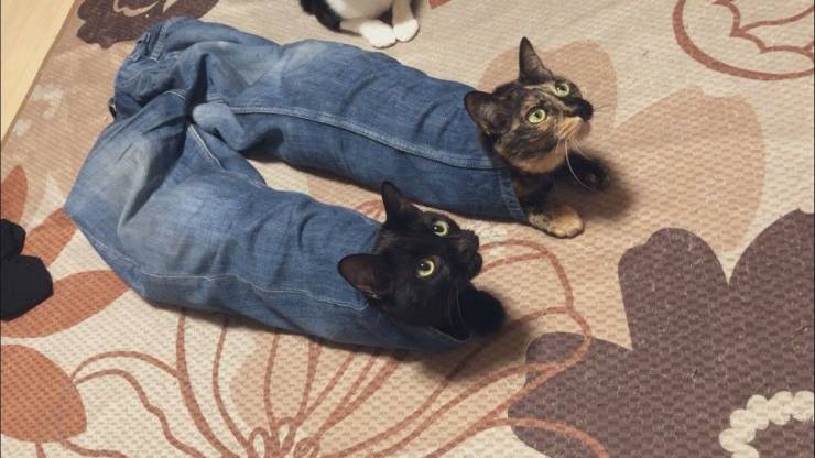 Подборка смешных картинок Подборка смешных картинок приколы,смешные картинки,юмор