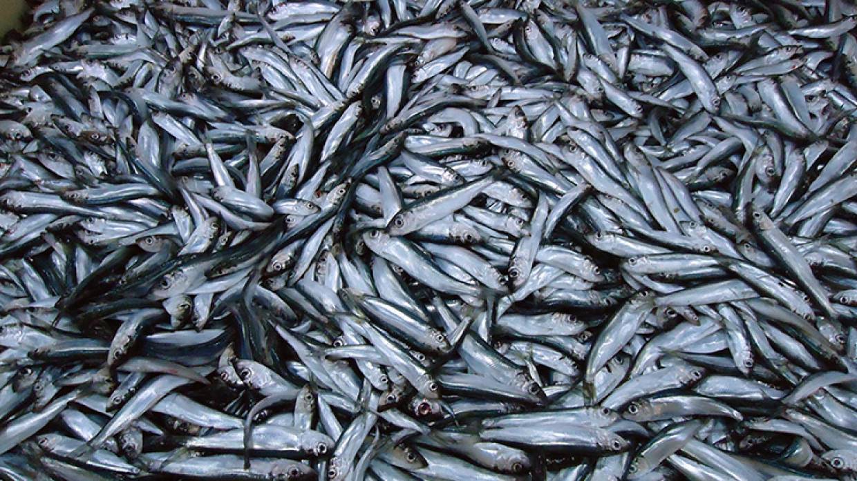 Мужчина погиб в установке для переработки рыбных отходов на Камчатке