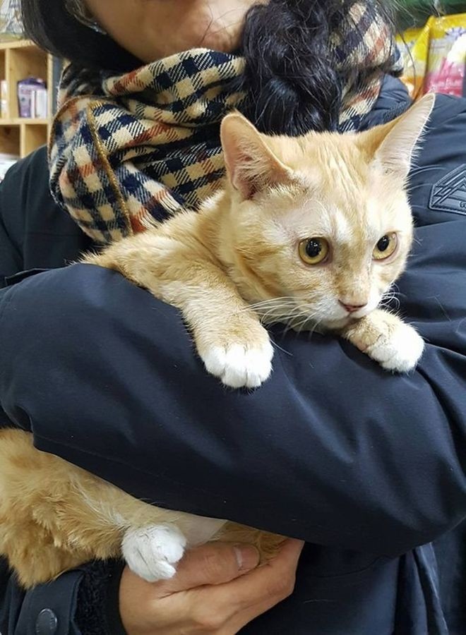 Котенок был так голоден, что ел грязь Free Korean Dogs, Дангджине, доброта, котёнок, спасение животных