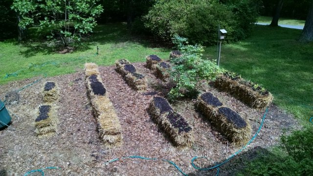 Выращивание перца на соломе – секреты хорошего урожая огород,перец