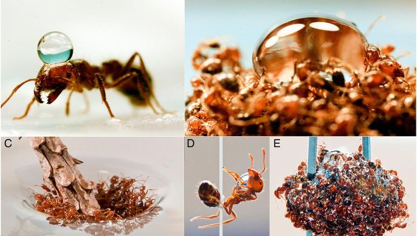 Картинки по запросу Тонущие муравьи собираются в "спасательные круги", сообщают ученые