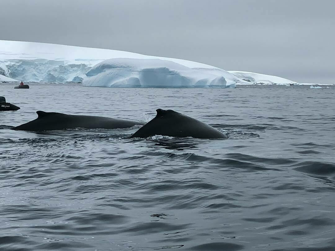Опыт посещения Антарктиды: как подготовиться, сколько нужно денег и что там можно увидеть 1,2,3,заграница,путешествие,туризм