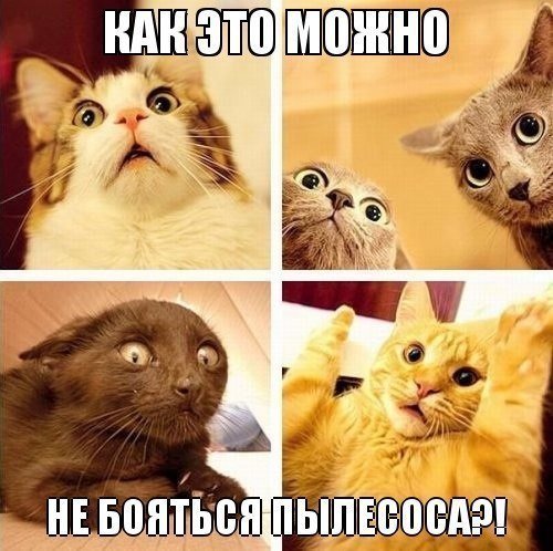 Прикольные котики