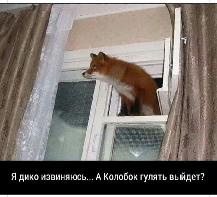 Классный юмор для отличного настроения