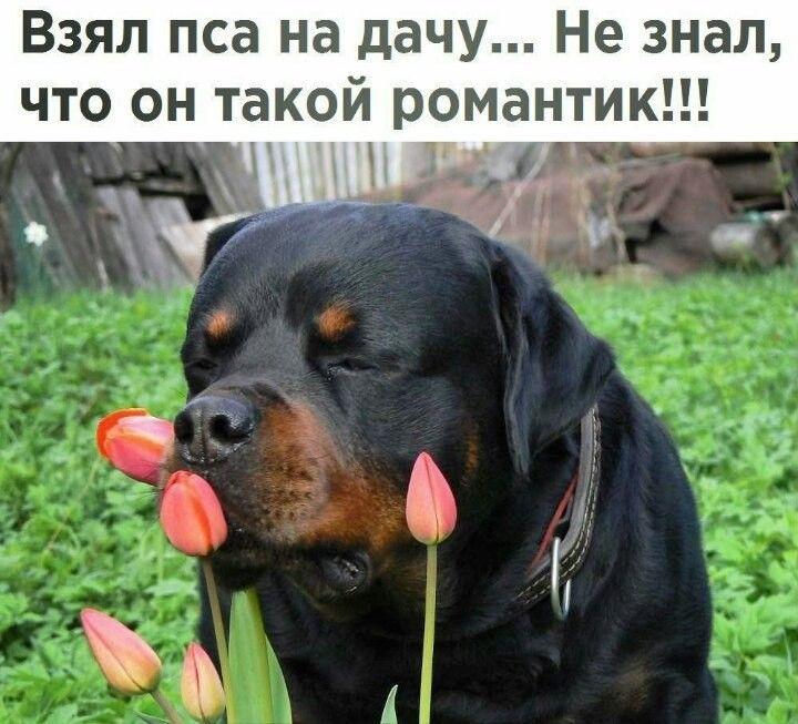 Смешные картинки, весь юмор которых поймут только собачники. Выпуск 1 Смешные картинки, весь юмор которых поймут только собачники. Выпуск 1 comedy pet photography,конкурс,evergreen,format-article,noindex,Развлечения