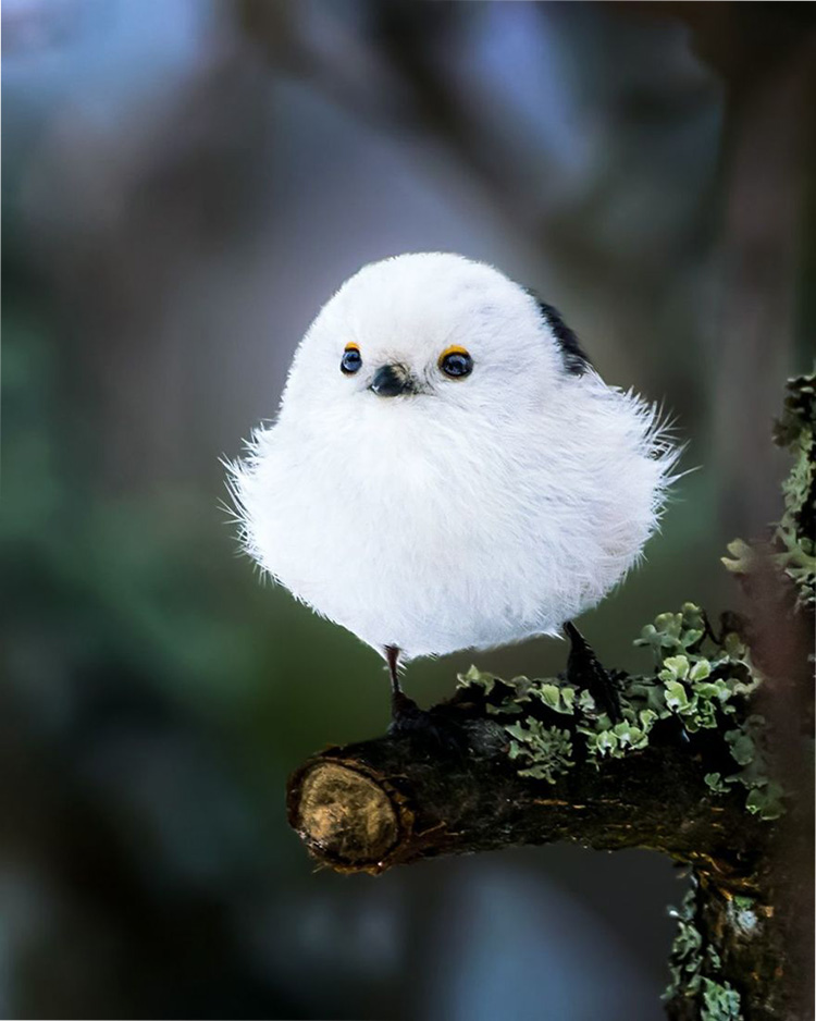    Angry Birds    2