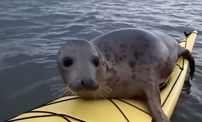 Лодка покачнулась и моряк обернулся: на корму взобрался огромный тюлень лодка, мужчина, Моряк, качнулась, собой, камеру, делает, много, снимков Тихо, подплывшего, тюленя, заметил, сразу, Обернулся, только, когда, весило, животное, мало httpwwwyoutubecomwatchvo4hb84A9h28В, концеконцов