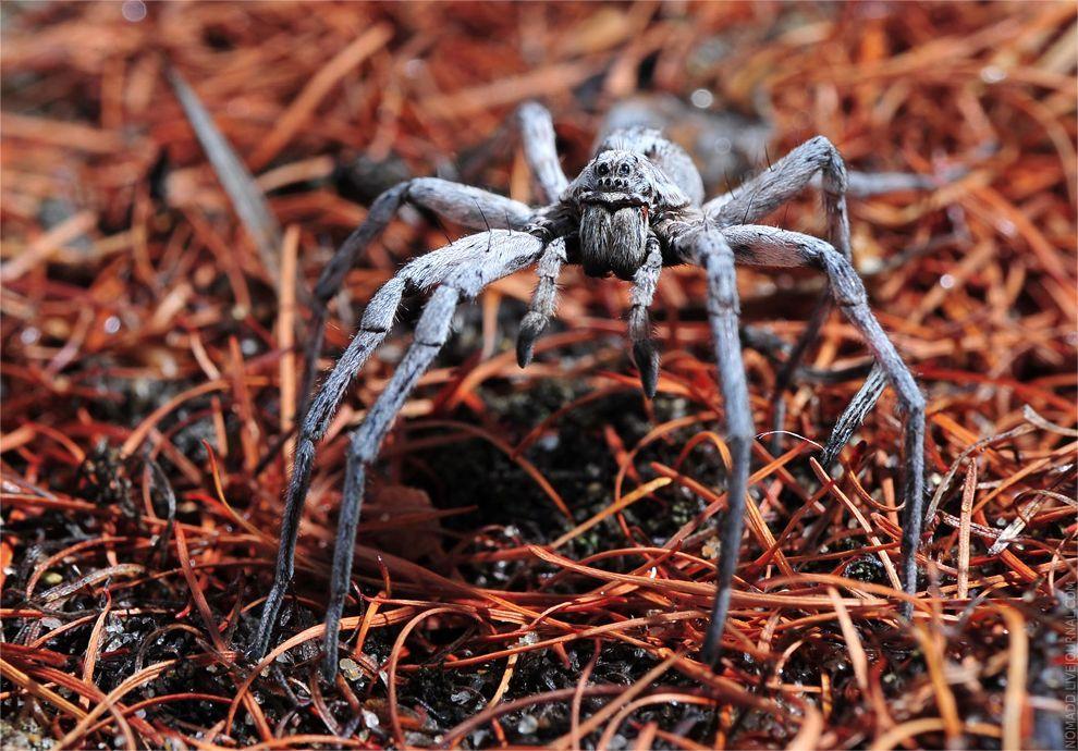 Фотография: Микромир Байкала №11 - BigPicture.ru