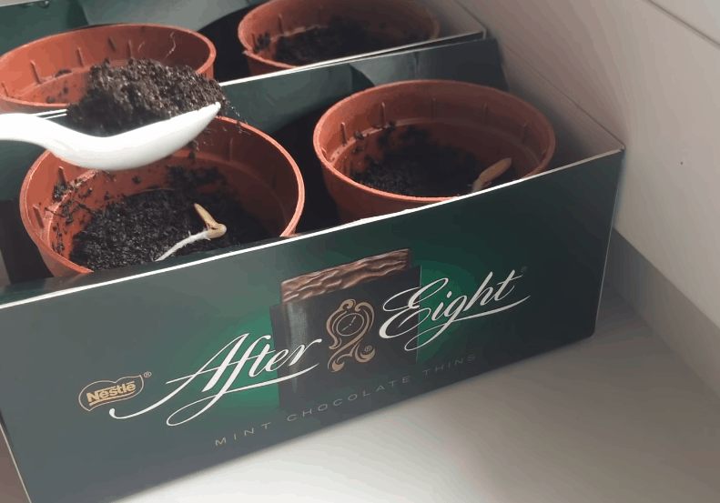 Экспресс-метод выращивания рассады огурцов: быстрее просто не бывает! огород,огурцы,рассада