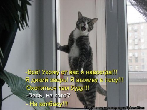 Новая котоматрица (36 фото)