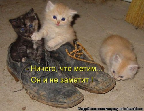 Новая котоматрица (36 фото)