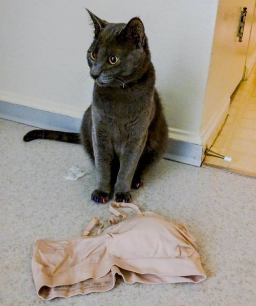 20 фотографий, доказывающих, что кошки — это море любви… и немножко головной боли 20 фотографий, доказывающих, что кошки — это море любви… и немножко головной боли