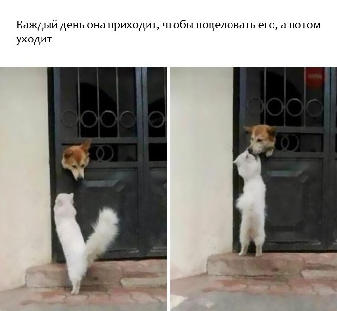 Прикольные животные, которые поднимут вам настроение животные, настроение., позитив, фото
