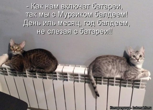Самые смешные котоматрицы за прошедшую неделю