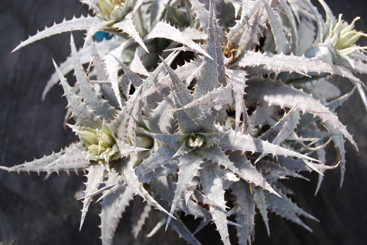 Ортофитум скальный (Orthophytum saxicola) Ортофитум скальный (Orthophytum saxicola)