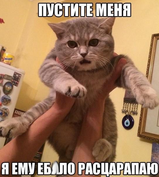 Смешные картинки с надписями прикол, юмор