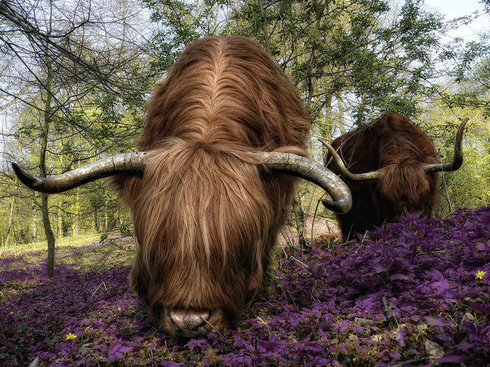 Красивые фотографии животных от Lars van de Goor животные