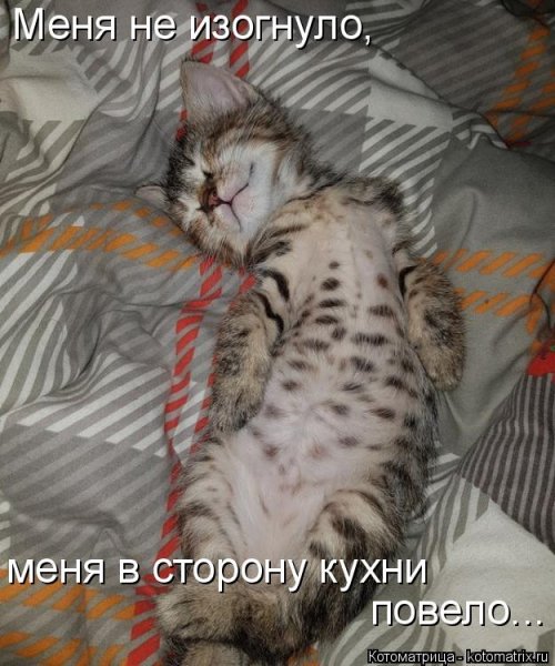 Лучшая котоматрица недели Лучшая котоматрица недели позитив,смешные картинки,юмор