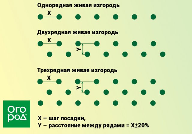 схема высадки живой изгороди