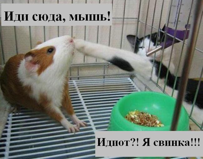 Котоматрица. Мысли вслух :) Котоматрица. Мысли вслух :)