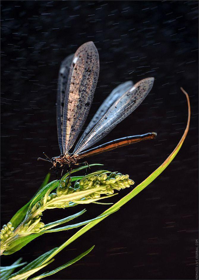 Фотография: Микромир Байкала №38 - BigPicture.ru