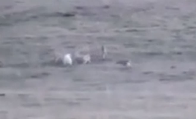 Русская овчарка вышла навстречу стае волков Русская овчарка вышла навстречу стае волков Культура