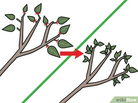 Step 6 Удаляйте лишние листья...