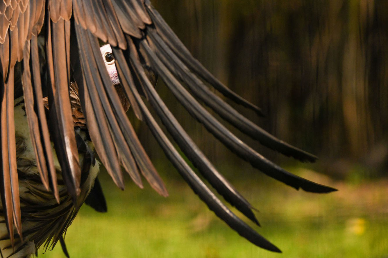 Птичий конкурс Audubon Photography Awards 2021 Audubon, Photography, семейства, птица, Timmis, Северной, птицами, крыльев, хохлатый, Длина, перепел, тетерев, Америки, AwardsБольшая, AwardsАмериканская, меньше, Suriano, Scott, цапля, размах