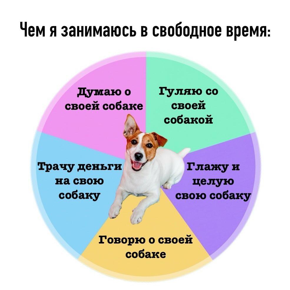 Смешные картинки, весь юмор которых поймут только собачники. Выпуск 1 Смешные картинки, весь юмор которых поймут только собачники. Выпуск 1 comedy pet photography,конкурс,evergreen,format-article,noindex,Развлечения