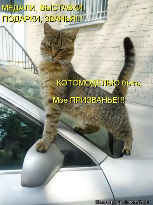 Кошарики :) Кошарики :)