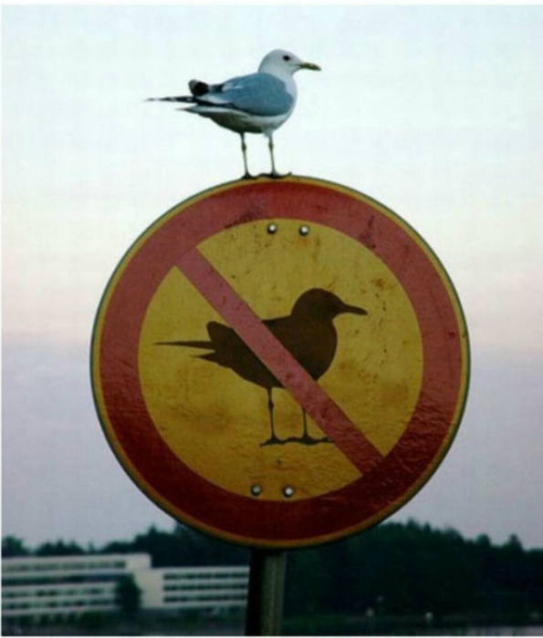 «Я - птица и плевать хотела на ваши запреты!»