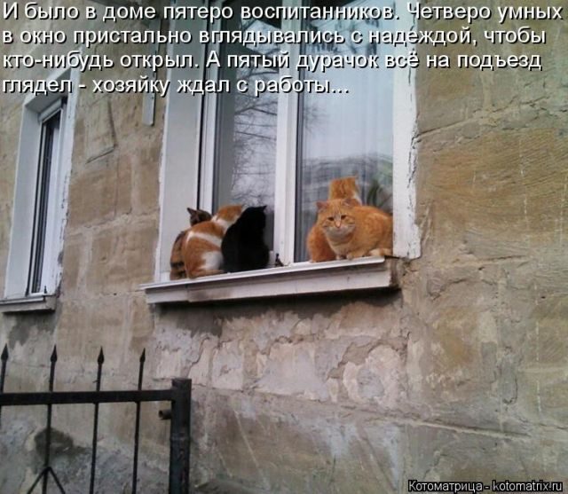 Самые смешные котоматрицы за прошедшую неделю