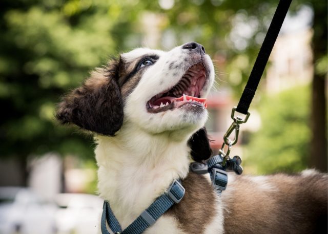 Воспитываем послушную собаку — простой гайд для новичков домашние животные,наши любимцы