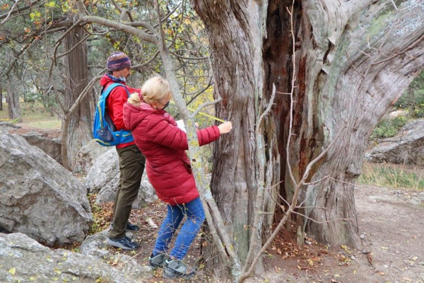 В Севастополе растет самое старое дерево России