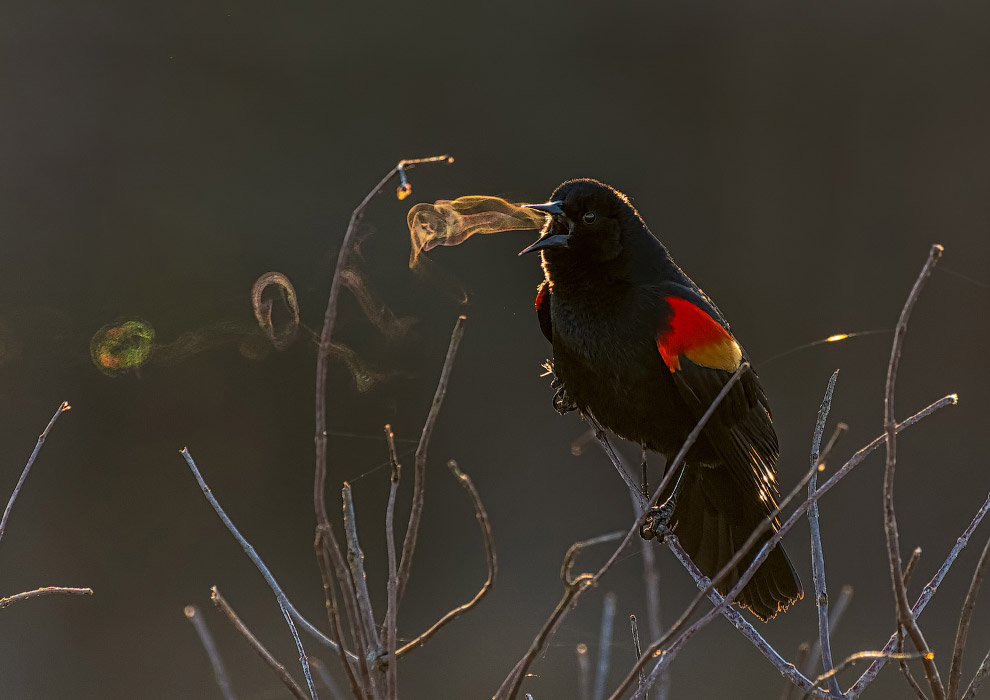 Птичий конкурс Audubon Photography Awards 2019 Птичий конкурс Audubon Photography Awards 2019