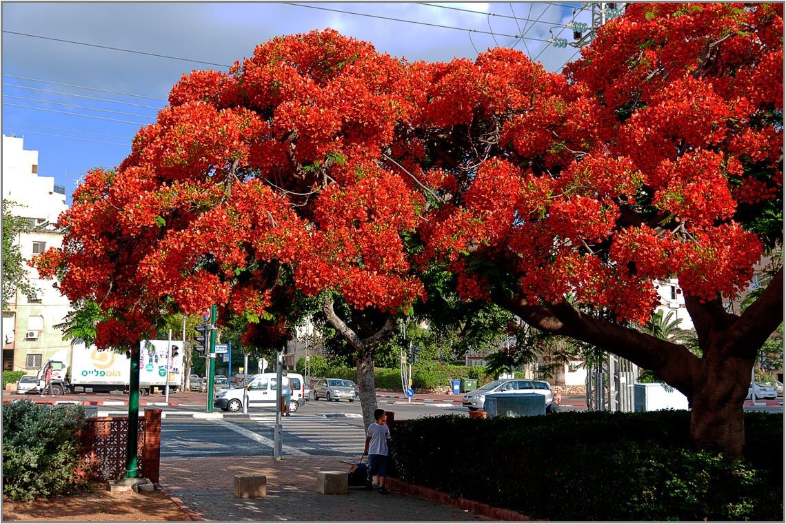 Деревья цветущие красным цветом. Делоникс Королевский. Дерево Делоникс Королевский. Королевский Делоникс цветет.