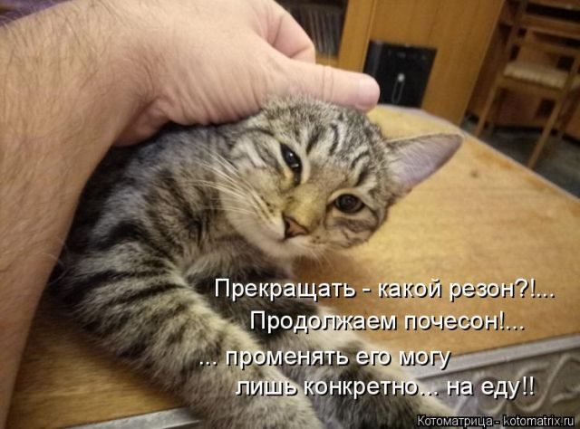 Самые смешные котоматрицы за прошедшую неделю