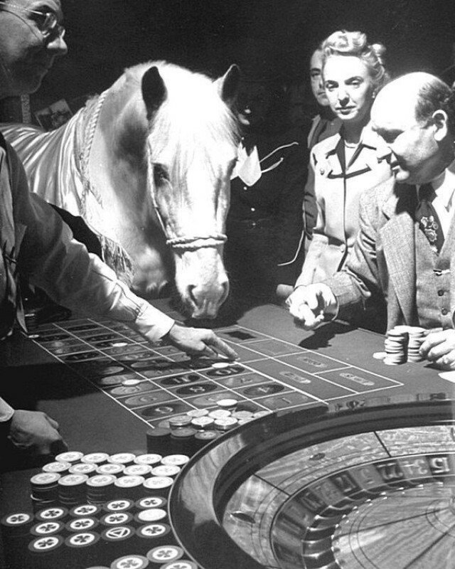 Лошадь-крупье в отеле El Rancho Vegas для привлечения клиентов. Лошадь склоняется до стола в рулетке, толкает фишку на номер носом. 1947 год, США. история, ретро, фото