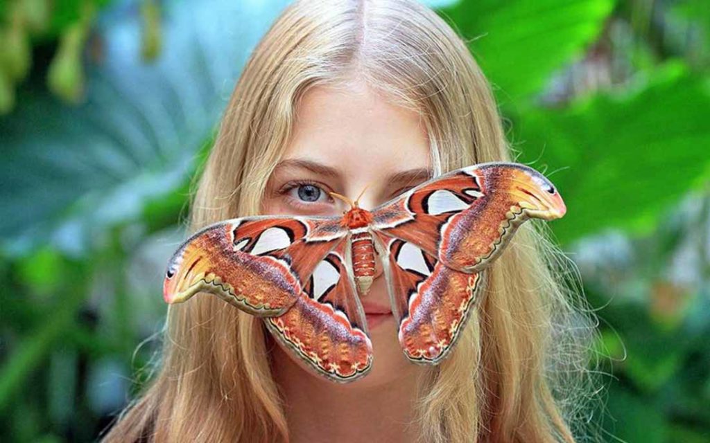 Бабочка павлиноглазка