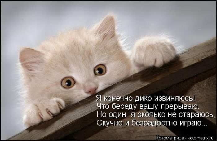 Кошарики :) Кошарики :)