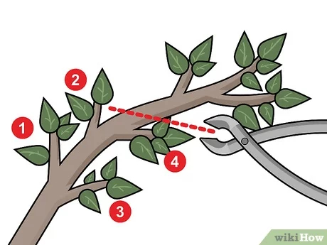 Step 3 Укоротите ветви, чтобы на них осталось всего 3–4 узловые точки.